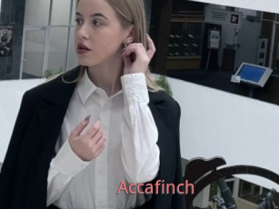Accafinch
