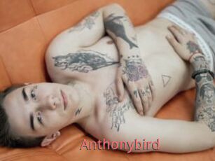Anthonybird