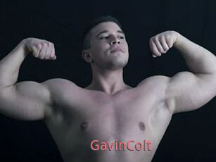 GavinColt
