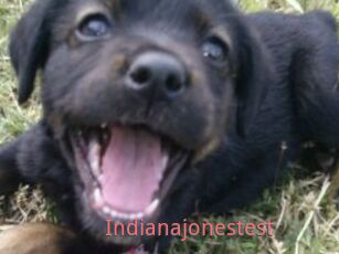 Indianajonestest