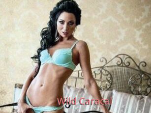 Wild_Caracal